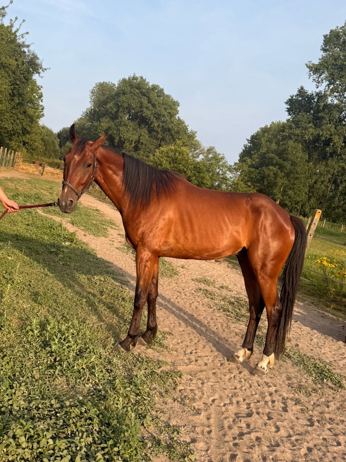 Draver, Dieren en Toebehoren, Ruin, 160 tot 165 cm, Gechipt, 3 tot 6 jaar