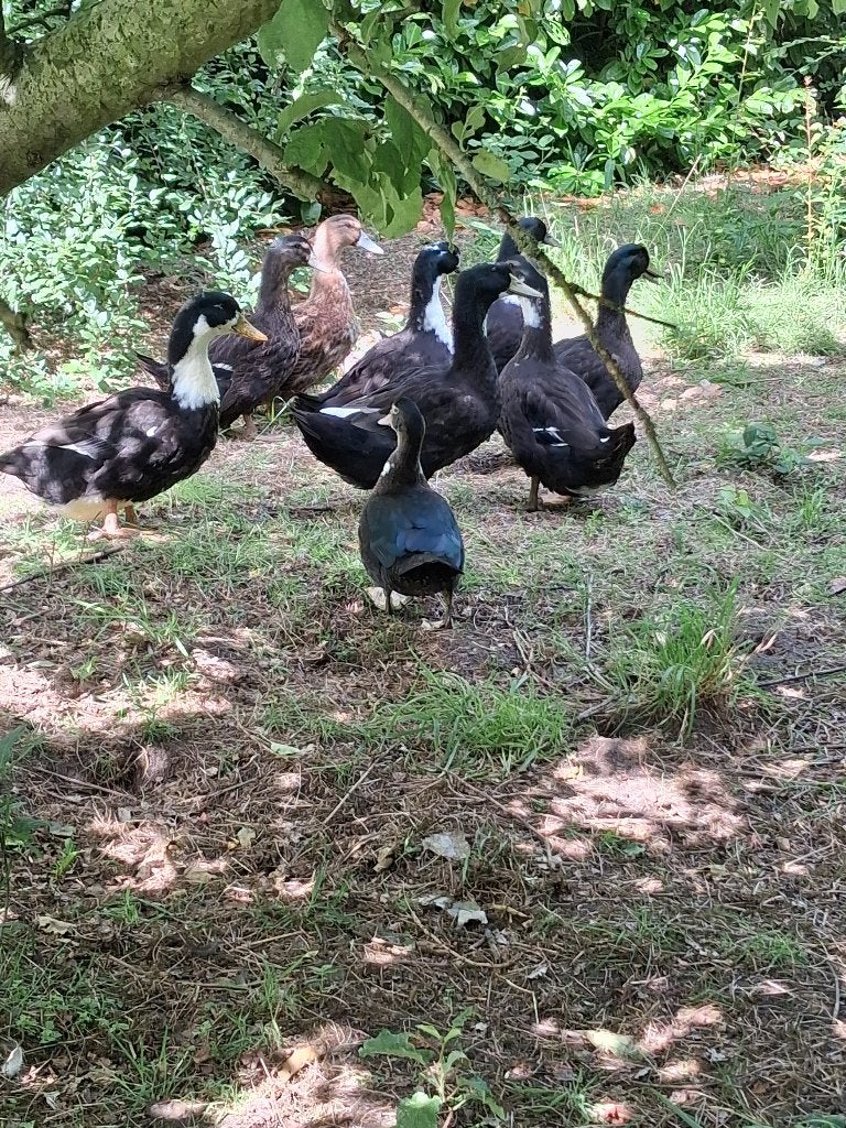 rouen eenden, Dieren en Toebehoren, Meerdere dieren, Eend