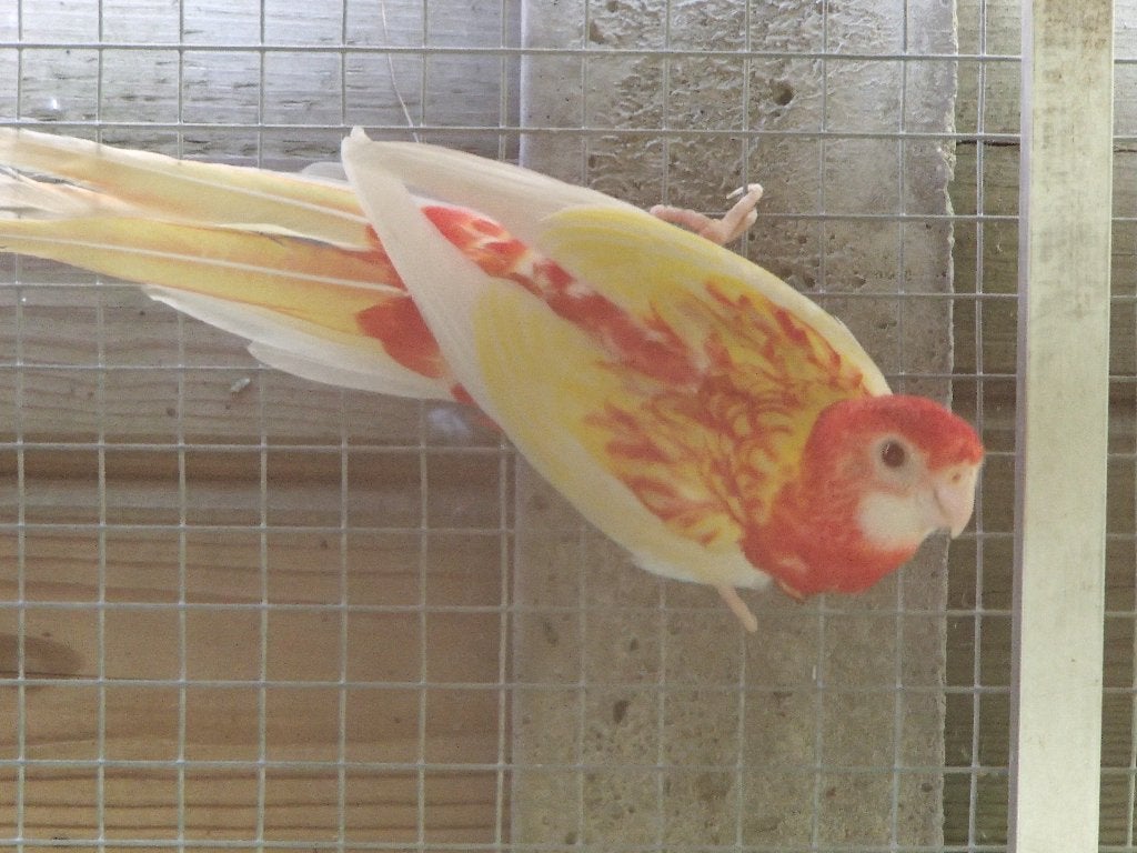 rosella, Plusieurs animaux, Perruche, Bagué