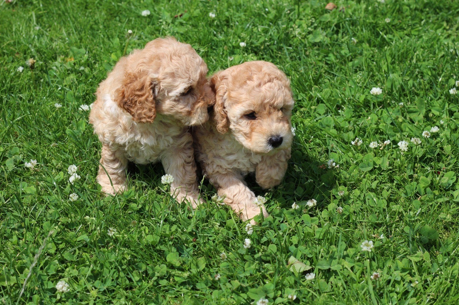 Abrikooskleurige poedelpups, Poedel, België, Fokker | Hobbymatig, 8 tot 15 weken