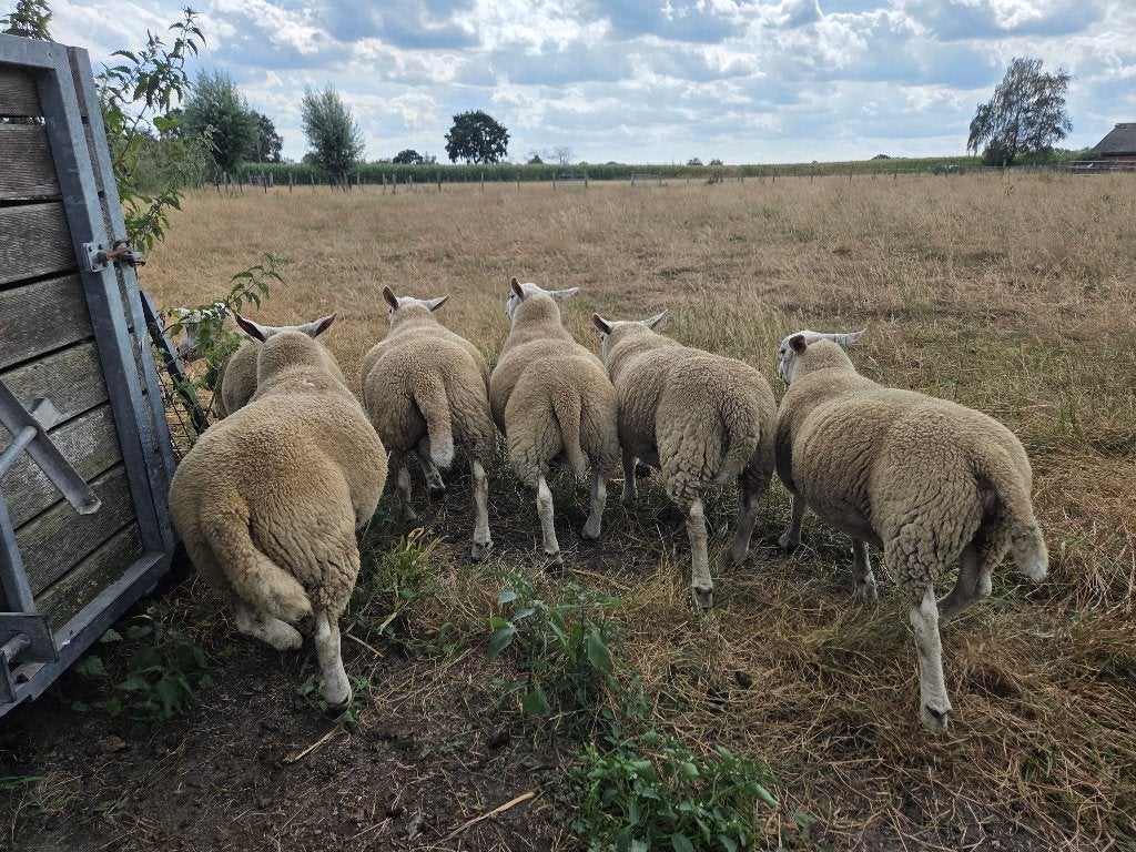 Jonge rammen tekoop, Dieren en Toebehoren, Schapen, Geiten en Varkens, Mannelijk, Schaap, 0 tot 2 jaar