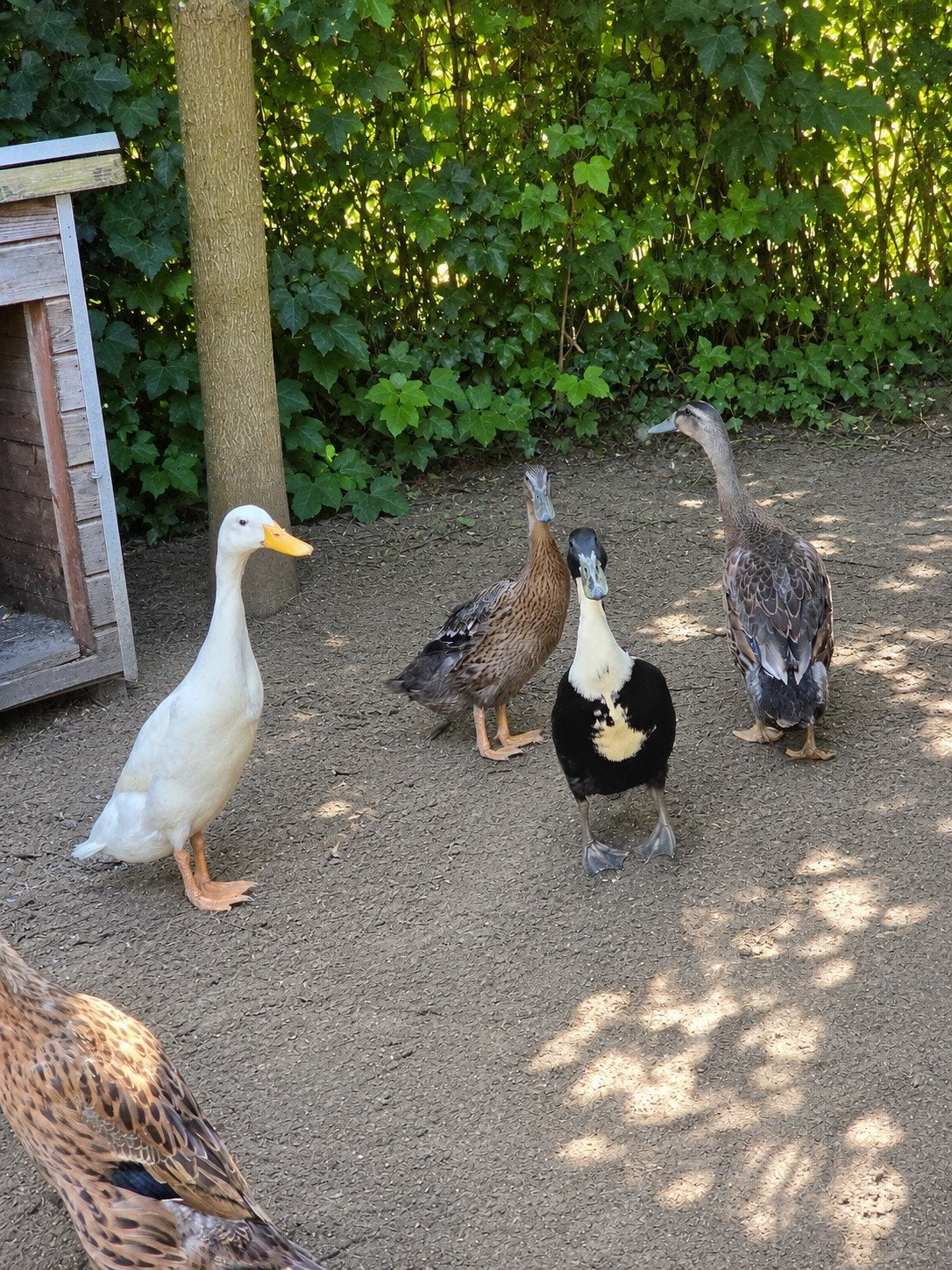 2 indische loopeenden (vrouwelijk) beschikbaar, Dieren en Toebehoren, Vrouwelijk