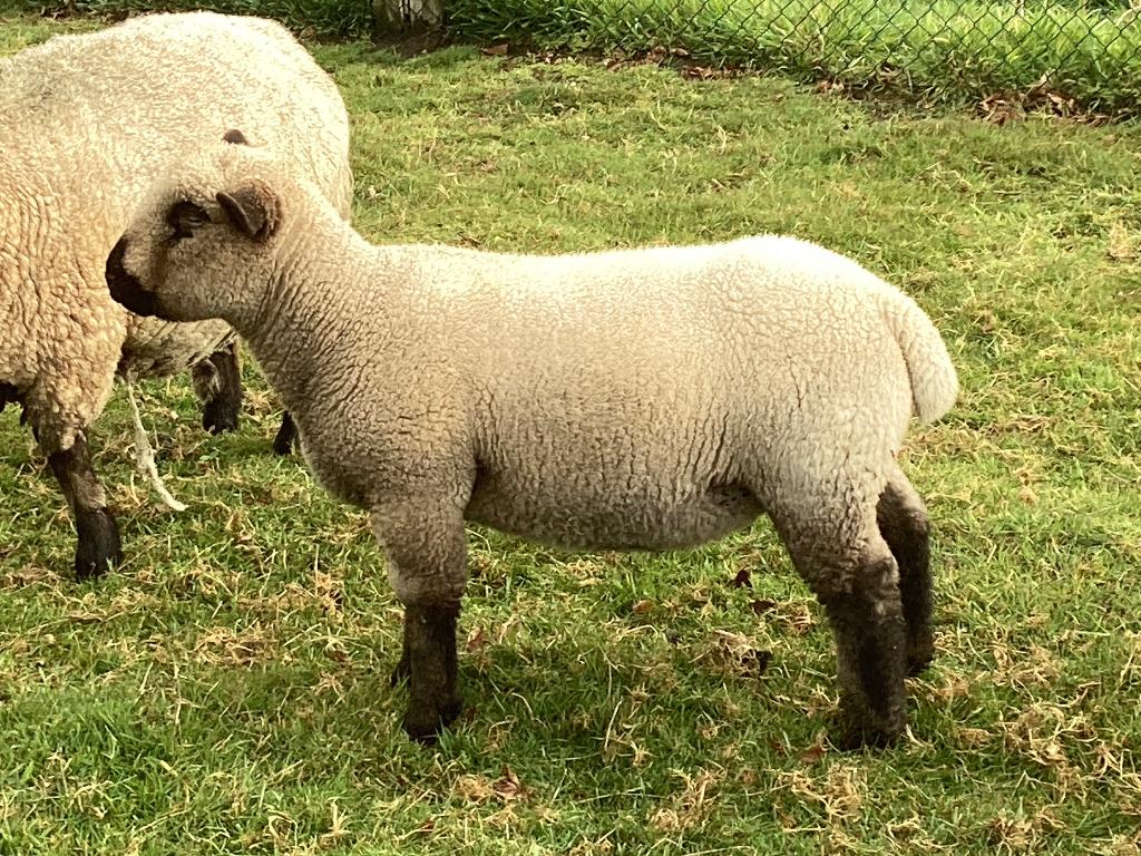 Hampshire Down ram lam, Mâle, Mouton, 0 à 2 ans