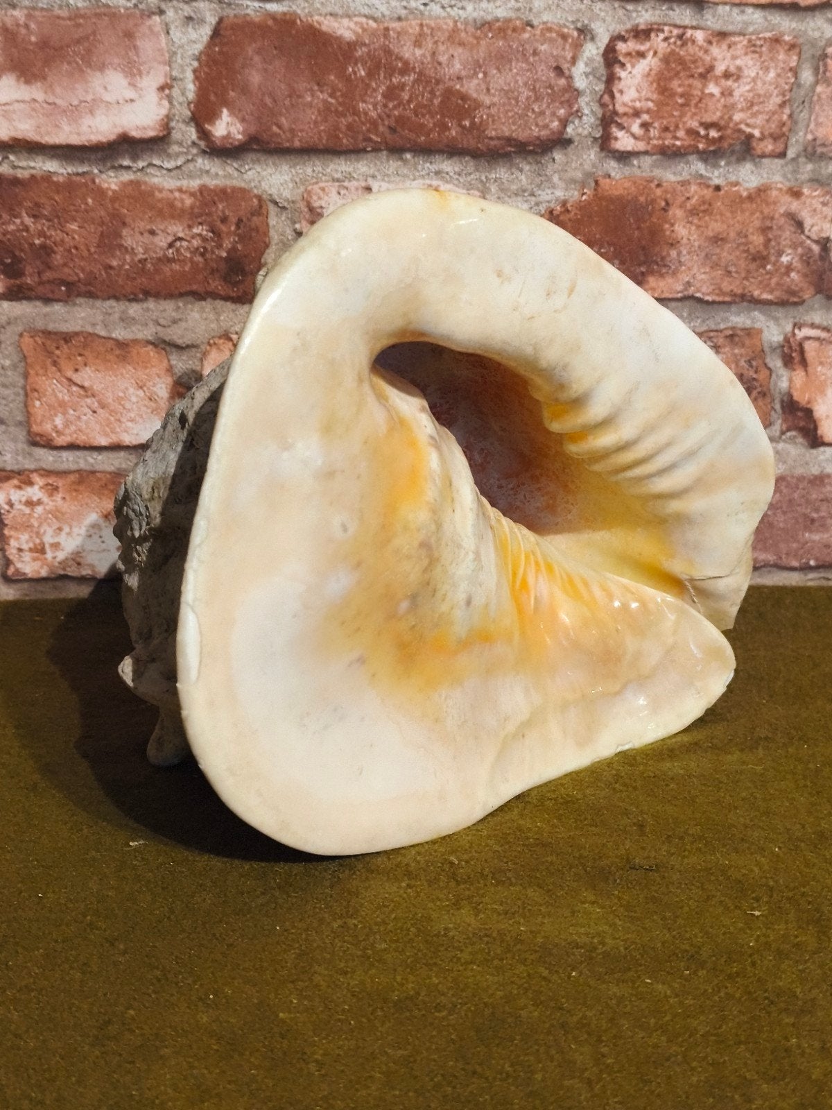 coquillage ancien +-30 cm, Collections, Minéraux & Fossiles, Enlèvement ou Envoi