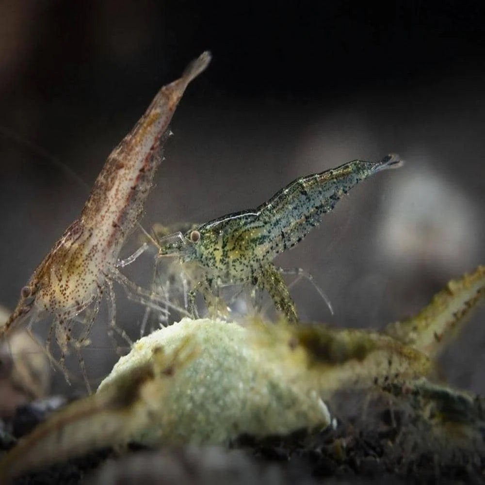 Wildkleur /grijze Neocaridina garnalen | altijd beschikbaar