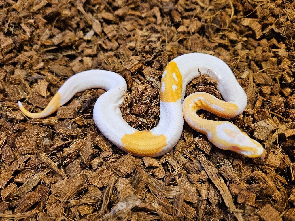 Diverse (Leopard Pastel) Albino Pied 2026, Dieren en Toebehoren, Slang, 0 tot 2 jaar