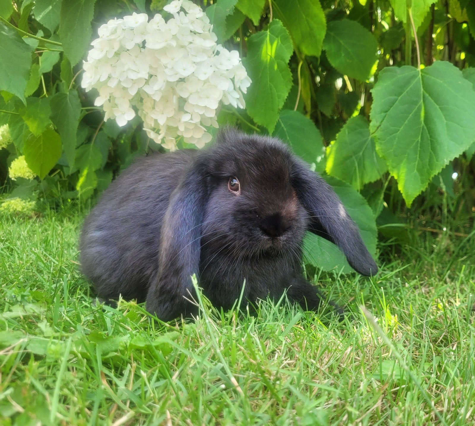 Duitse hangoren, Dieren en Toebehoren, Konijnen, Hangoor