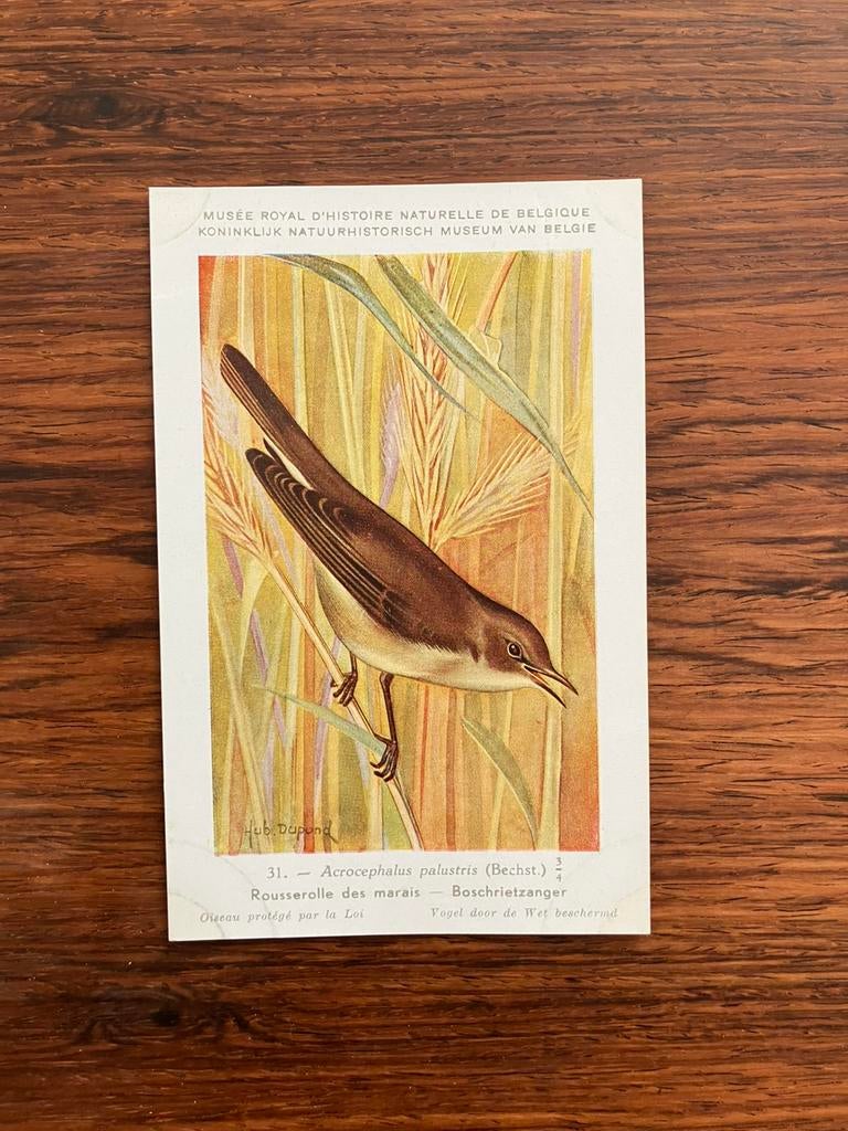 Vogels der Belgische Fauna Nr. 34 boschrietzanger, Verzamelen, Postkaarten | Dieren, Ophalen of Verzenden, 1940 tot 1960, Ongelopen