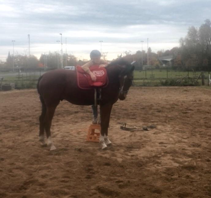 Zadelmak maken en doorrijden paarden en pony’s, Dieren en Toebehoren, Meerdere dieren, Niet van toepassing