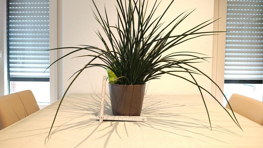 Sansevieria Mikado + pot, Ophalen, In pot
