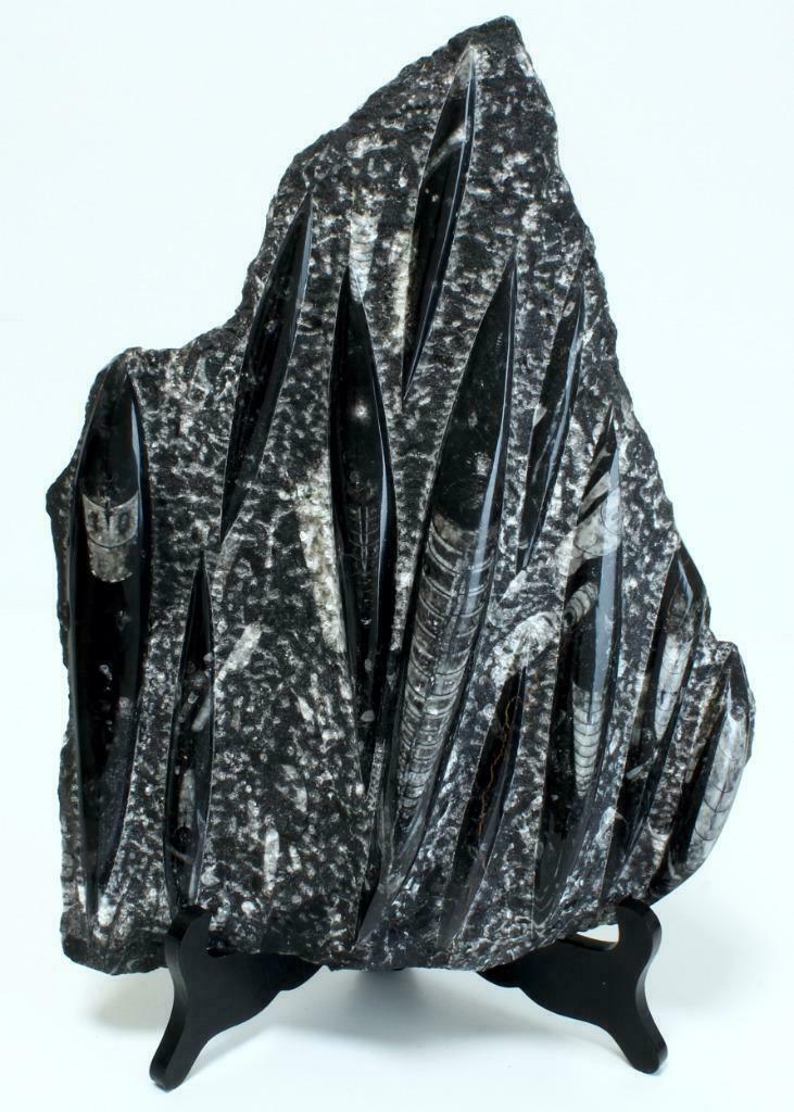 Fossil Orthoceras Regular, Collections, Minéraux & Fossiles, Fossile, Enlèvement ou Envoi