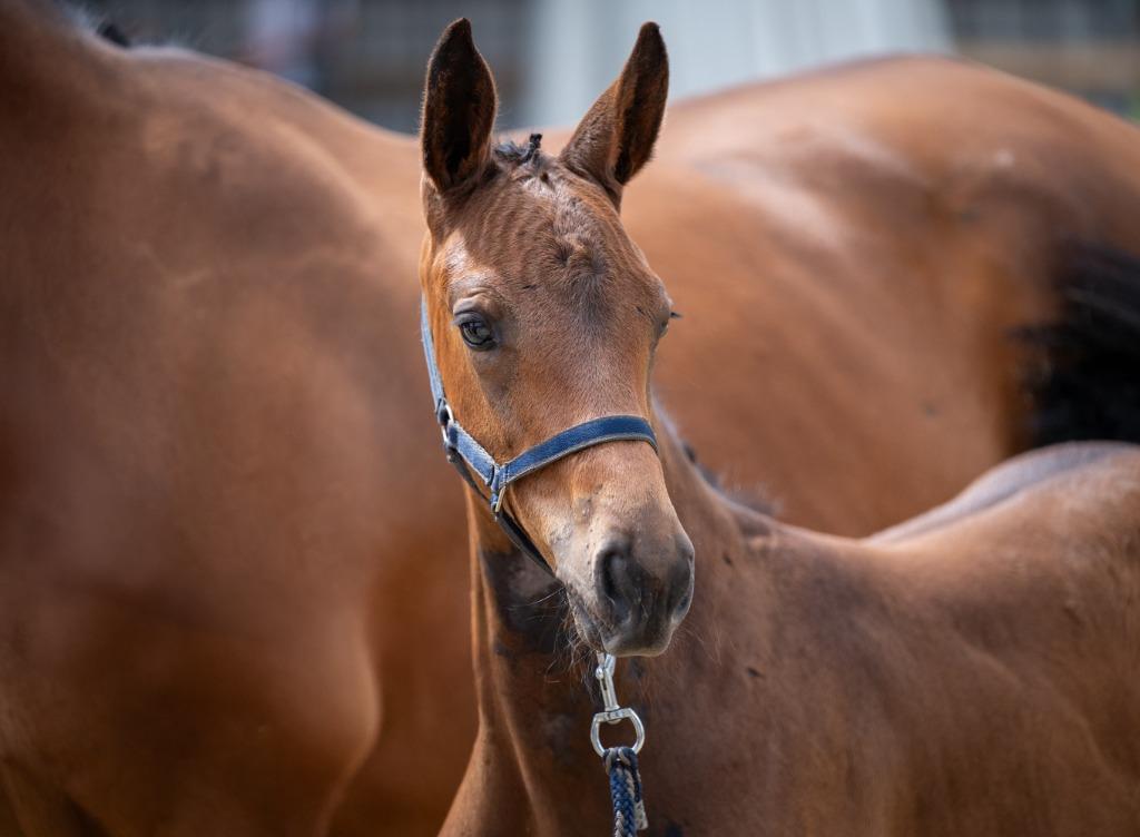 Hengstveulen met toekomst, Springpaard, Met stamboom, 0 tot 2 jaar, Hengst