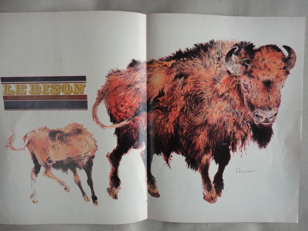 Hausman - poster/article illustré - le bison - 1968, Enlèvement ou Envoi, Rectangulaire horizontal, A1 jusqu'à A3, Animal et Nature