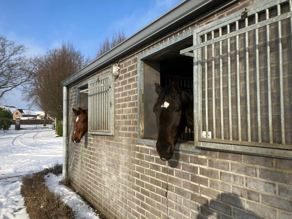 5 STALRAMEN GEVRAAGD, Dieren en Toebehoren, Stalling, 4 paarden of pony's of meer