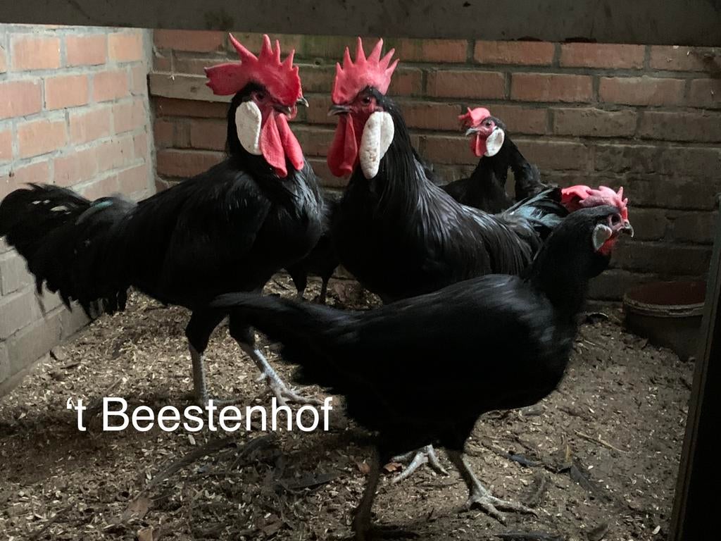 Poulets de Minorque