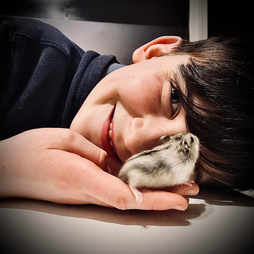 Superlieve gesocialiseerde Dwerghamstertjes  (9-14 weken), Dieren en Toebehoren, Knaagdieren, Meerdere dieren, Hamster, November