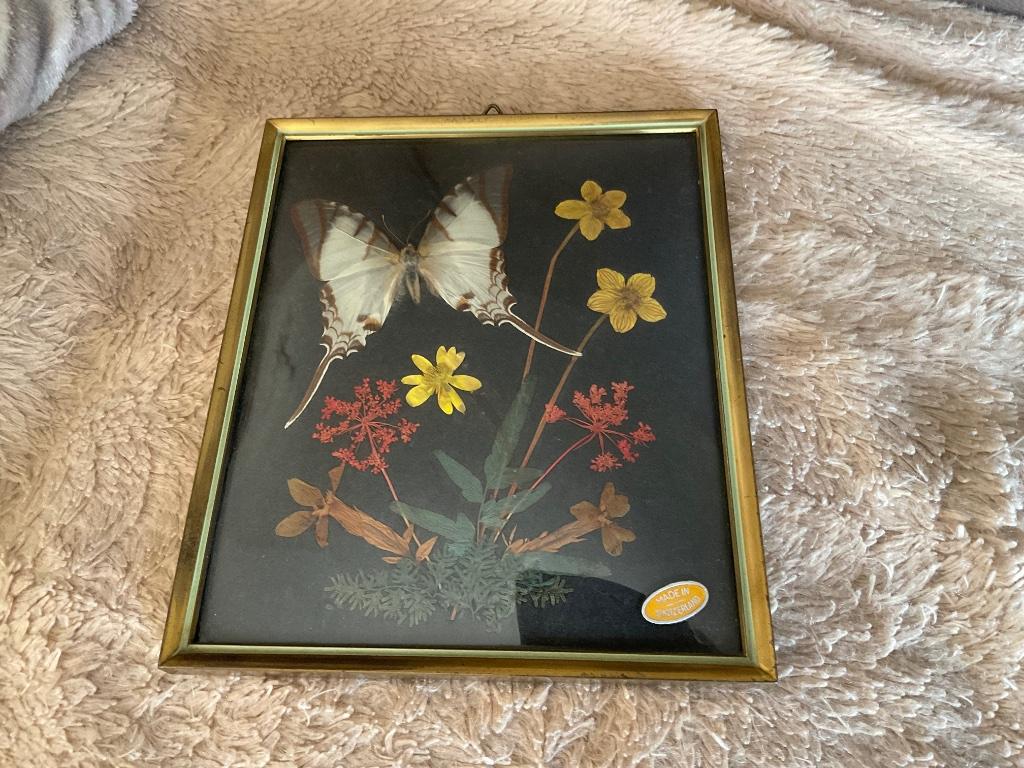 Oude lijst bol glas met kunstwerk vlinder en droogbloemen, Antiek en Kunst, Ophalen of Verzenden