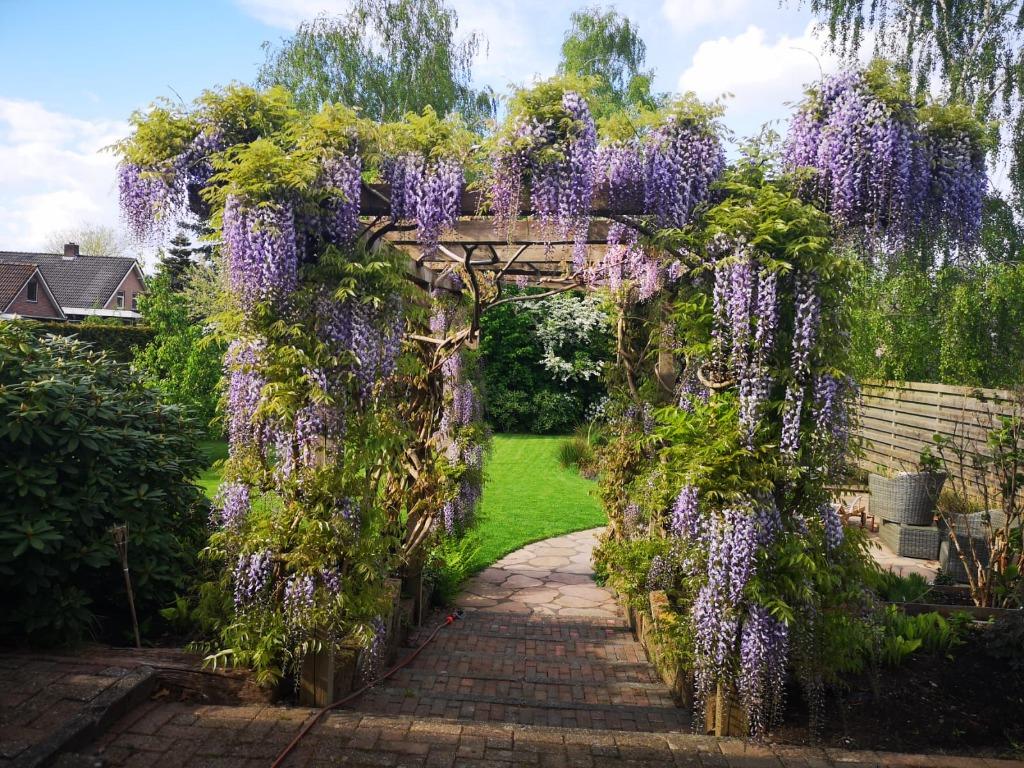 Magnifique WISTERIA "PROLIFIC", EN POT, 1 Mètre : 16€/pc., Enlèvement ou Envoi, Été, Plante fixe, Plantes grimpantes