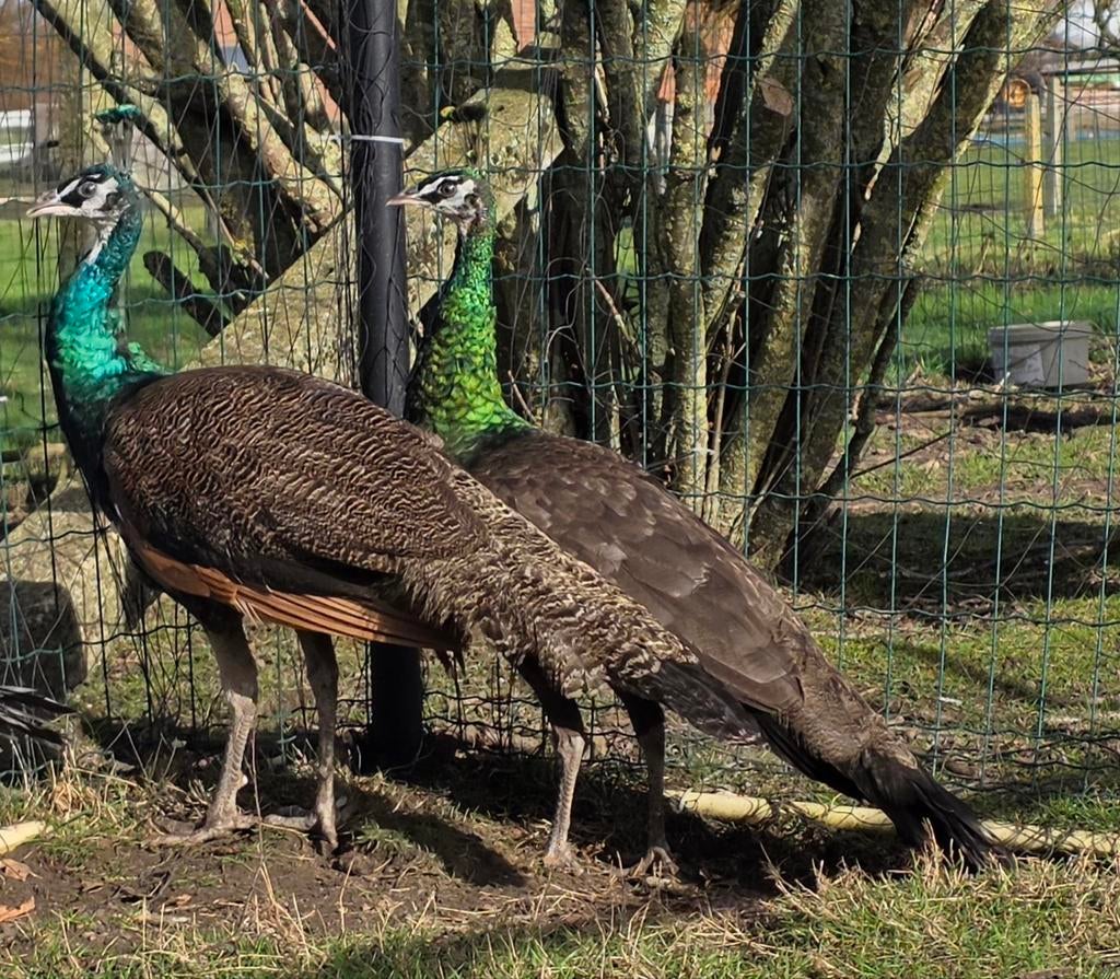 Spalding pauwen te koop, Dieren en Toebehoren, Pluimvee