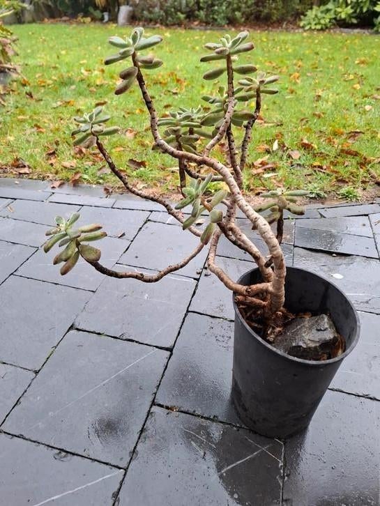 Vetplant Echeveria Harmsii,, Tuin en Terras, Volle zon, Vaste plant, Lente, Ophalen