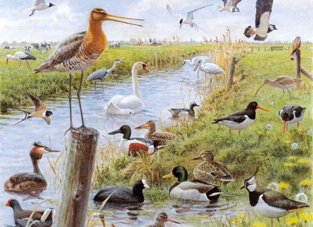 Kleinste puzzel  Weidevogels  in de natuur - 1000 stuks, Verzenden, 500 t/m 1500 stukjes, Nieuw, Legpuzzel
