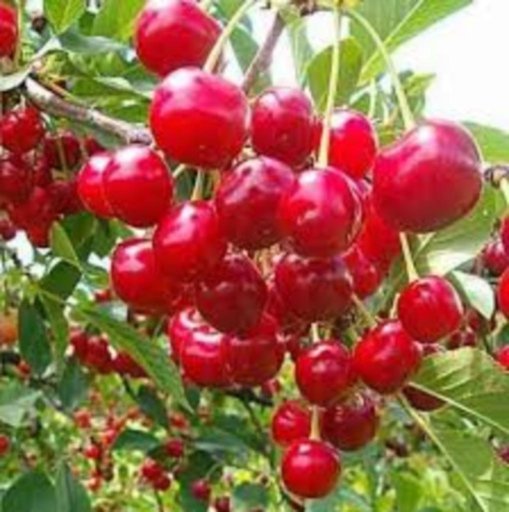 Kriek ‘Kelleris’, Ophalen, Overige soorten