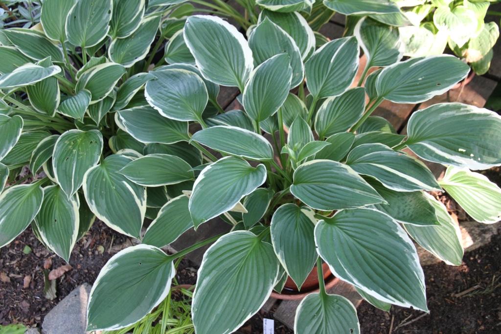 Hosta aureomarginata, Tuin en Terras, Vaste plant, Halfschaduw, Zomer, Ophalen