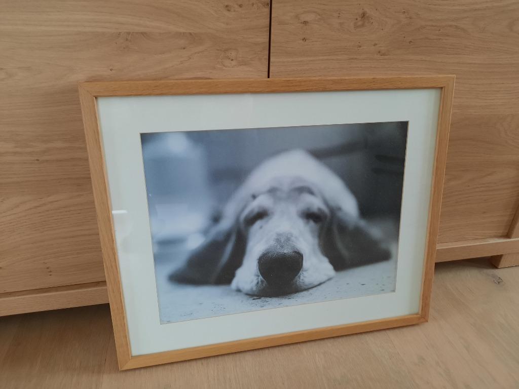 Kader met hond "Basset Hound", Ophalen, Zo goed als nieuw