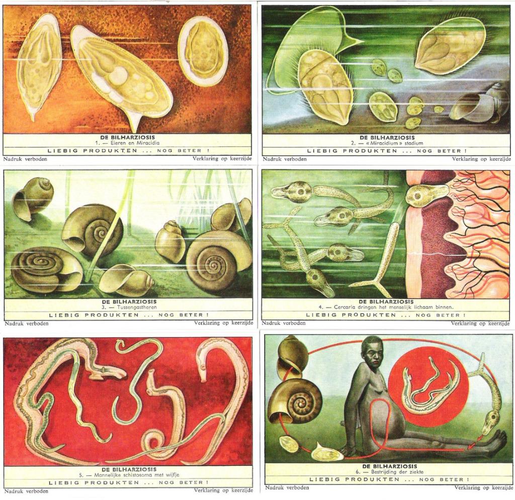 Liebig Chromos - De Bilharziosis (1961), Verzamelen, Ophalen of Verzenden, 1960 tot 1980, Nieuw, Prent