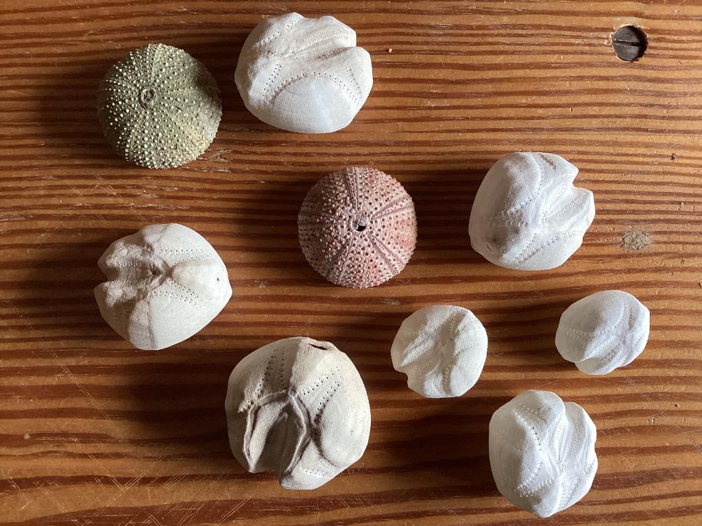Zee-egels skeletten, Verzamelen, Mineralen en Fossielen, Ophalen, Schelp(en)