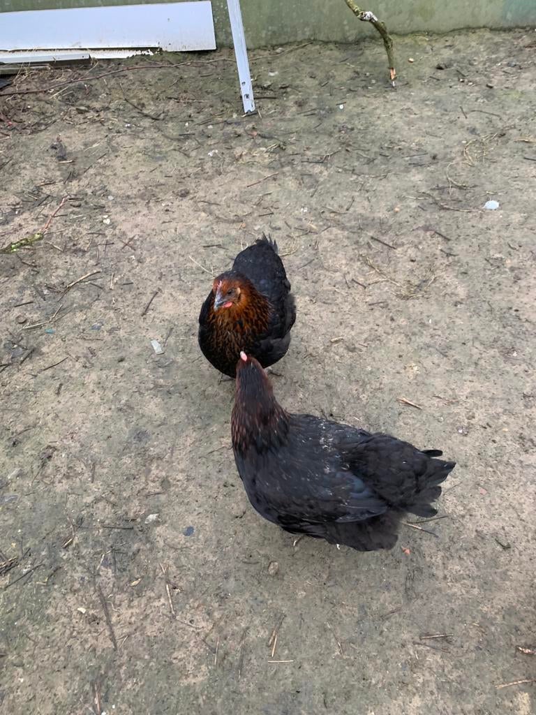 Marans-kip van 5 maanden oud, klaar om eieren te leggen