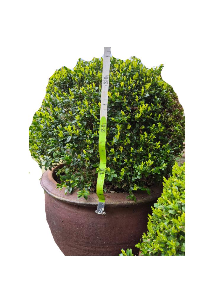 Buxus in aardewerk pot - 35 cm, Tuin en Terras, Ophalen, Vaste plant, Overige soorten