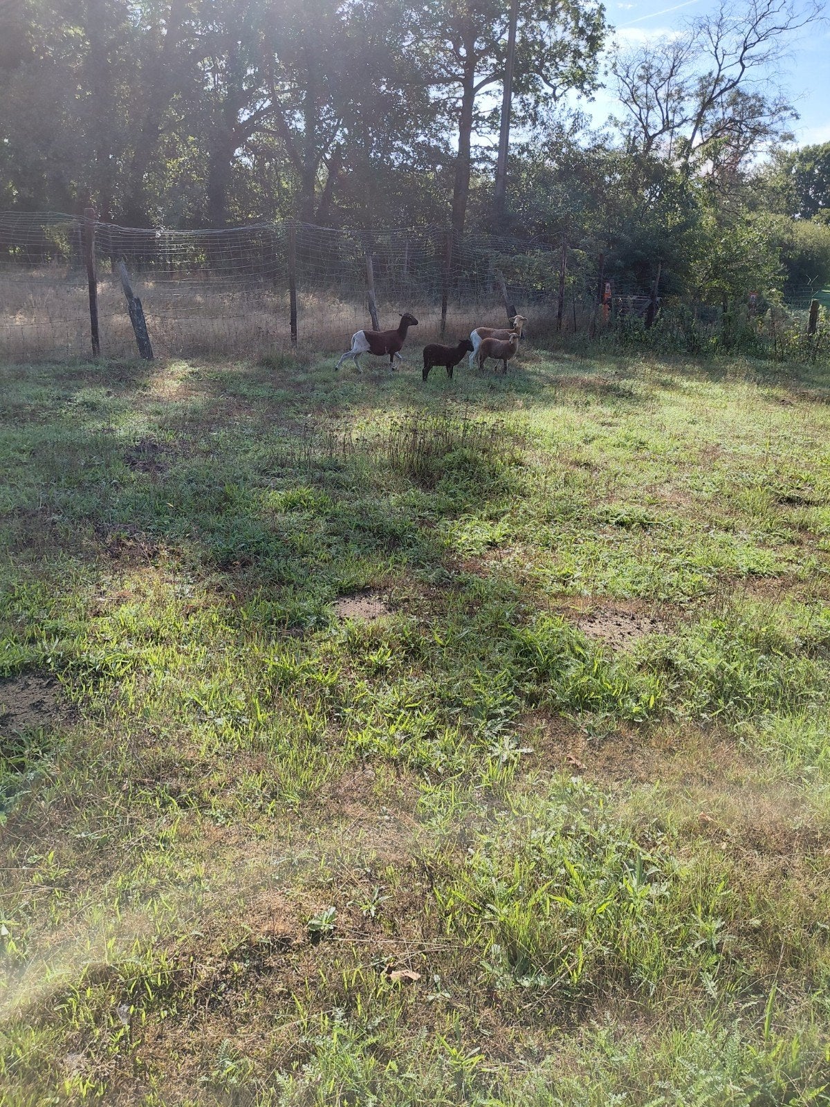 2 mooie bonte kameroen ooien met 2ooilammeren, Dieren en Toebehoren, Vrouwelijk, Schaap, 0 tot 2 jaar