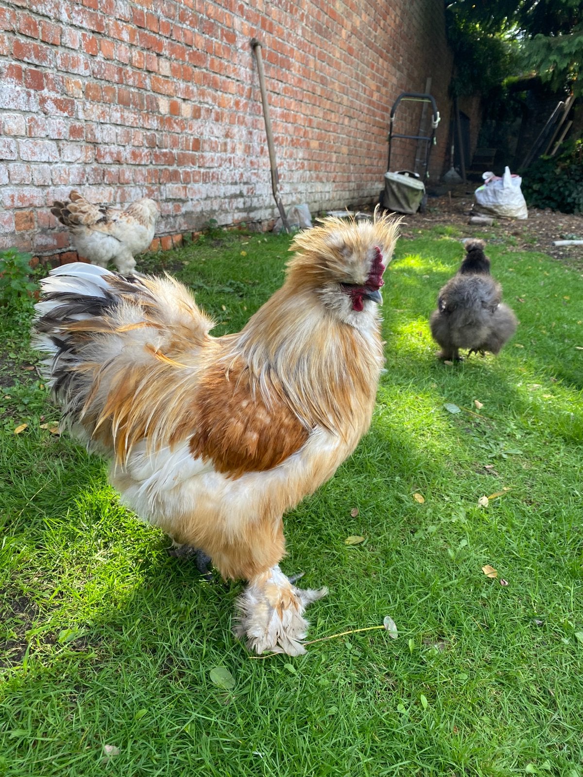 Zijdehoen haan + hennen + kuikens, Animaux & Accessoires, Femelle, Poule ou poulet