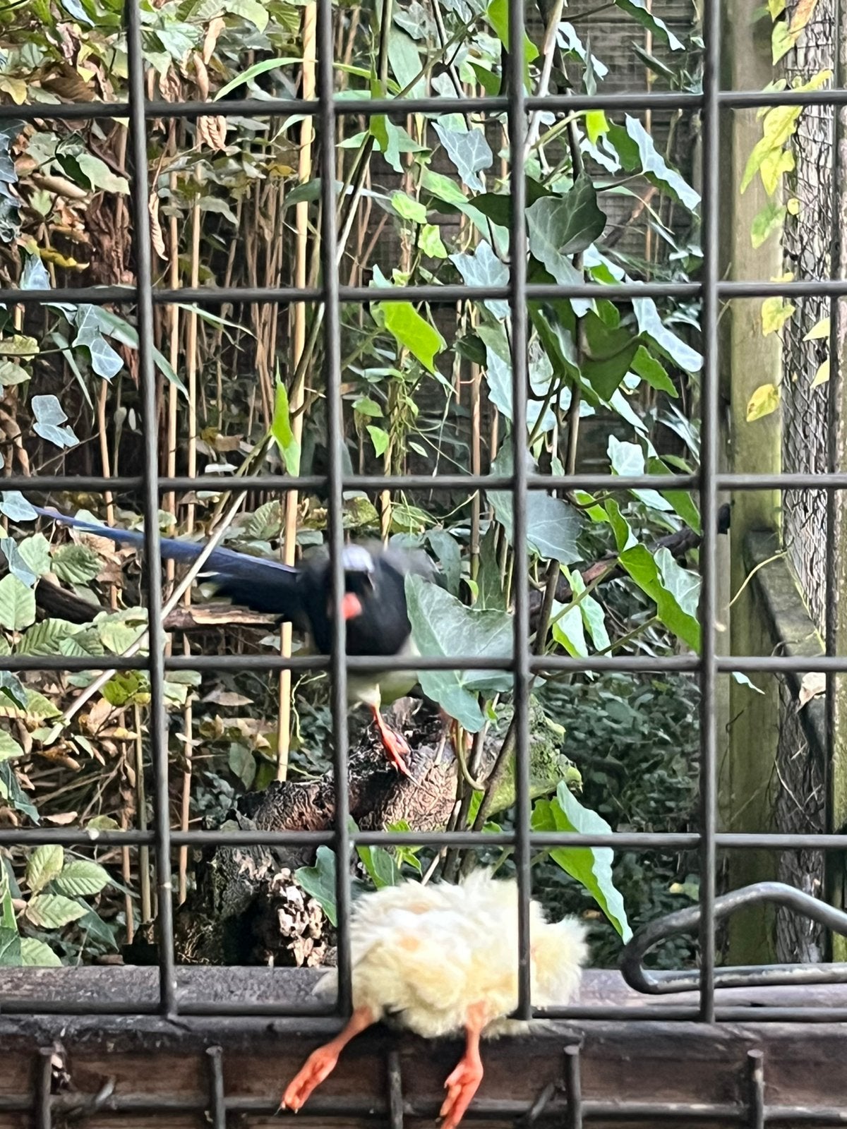 Roodsnavelkitta, Dieren en Toebehoren, Mannelijk, Tropenvogel, Geringd