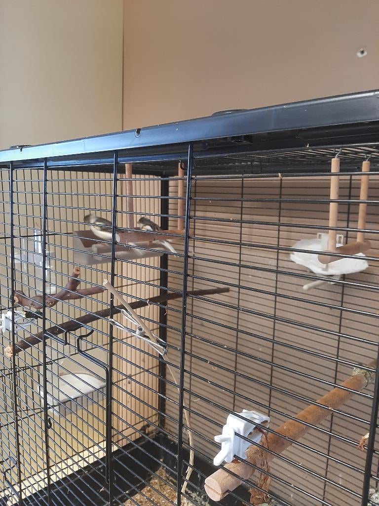 kleurkanaries, Dieren en Toebehoren, Vogels | Kanaries, Meerdere dieren, Zangkanarie
