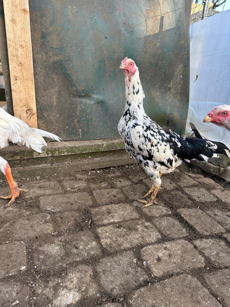 Shamo, Animaux & Accessoires