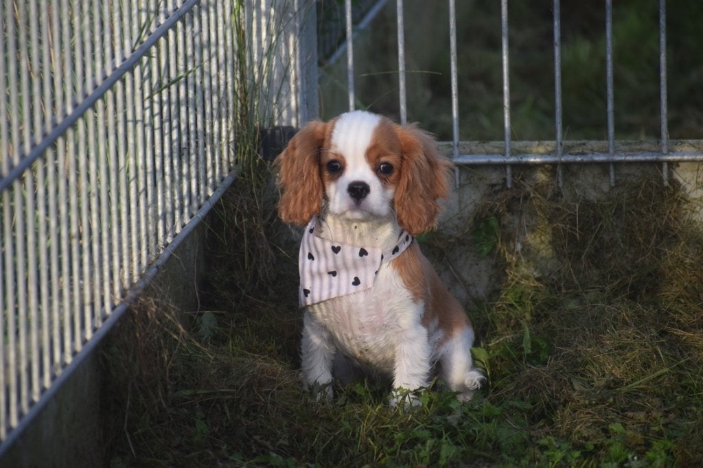 Cavalier King Charles spaniel pups, 15 semaines à 1 an, Étranger, Plusieurs animaux, Plusieurs