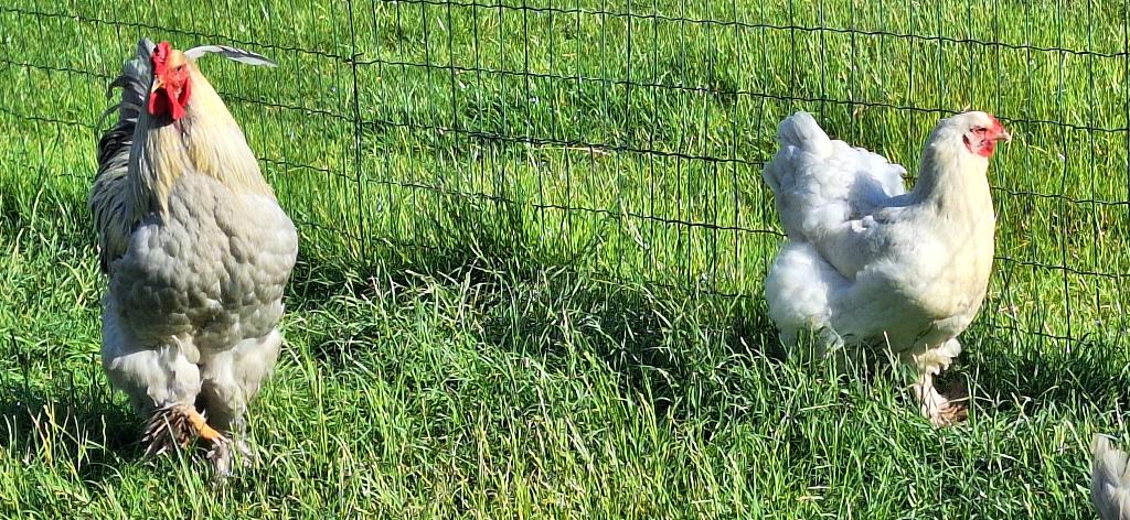 Brahma Isabel, Plusieurs animaux, Poule ou poulet