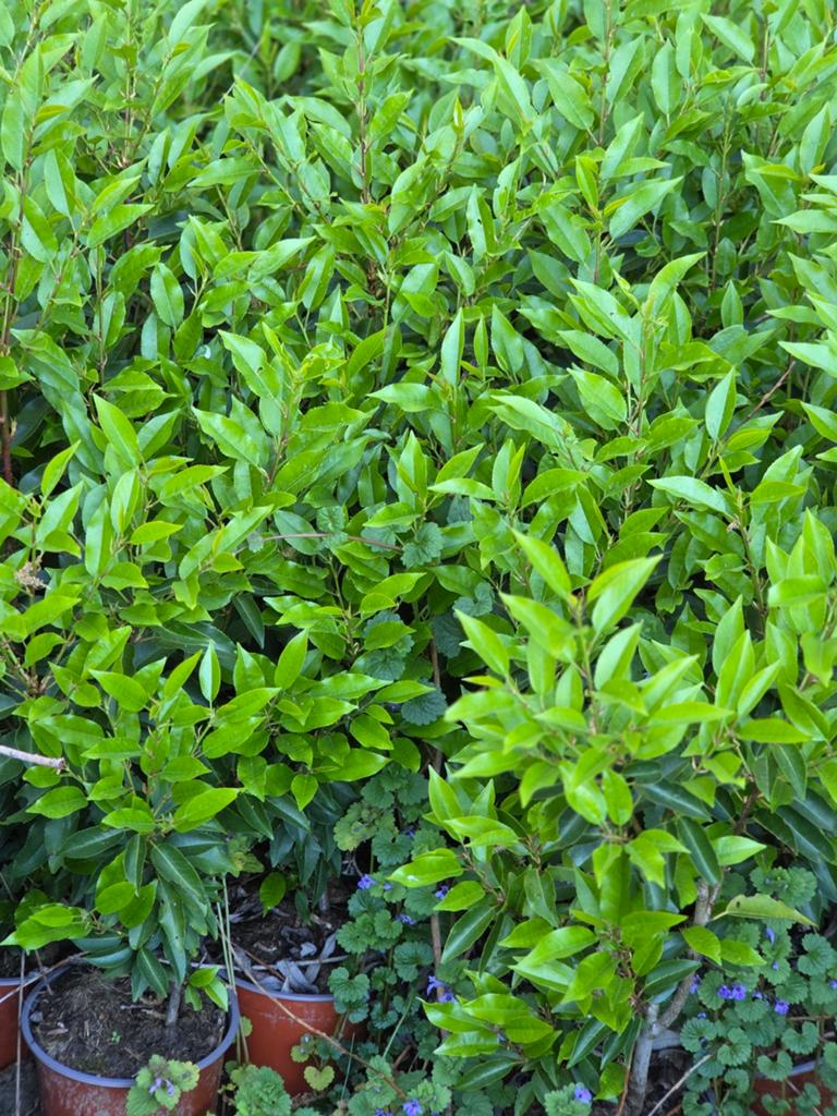 PROMOTIE POTGEKWEEKTE PORTUGESE LAURIER LUSITANICA, Tuin en Terras, Planten | Struiken en Hagen, Ophalen of Verzenden, Haag