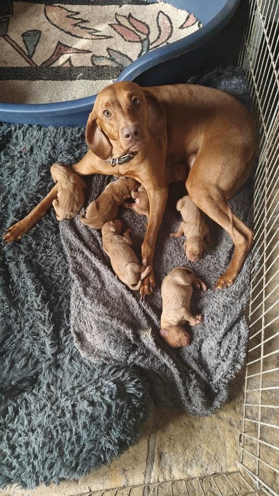Vizsla Mayar gladhaar puppy, Parvo, België, Particulier, Overige rassen