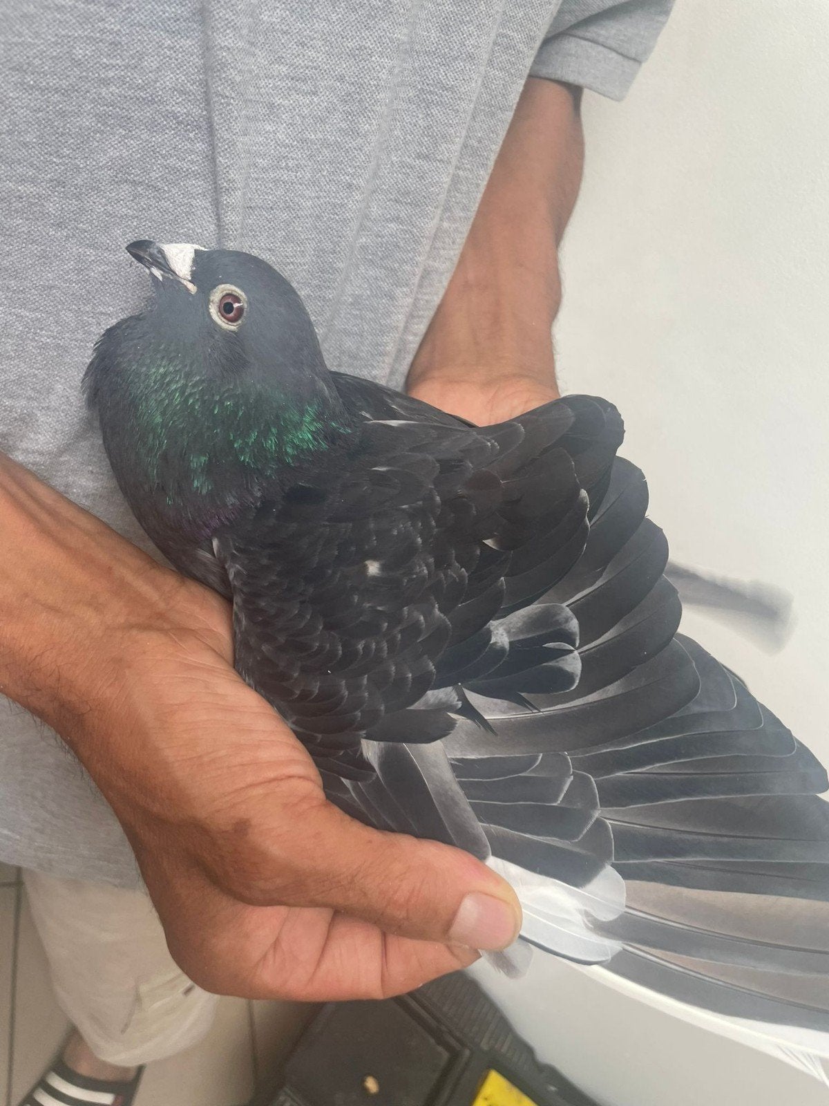 Reisduiven te koop, Dieren en Toebehoren, Vogels | Duiven, Meerdere dieren, Postduif