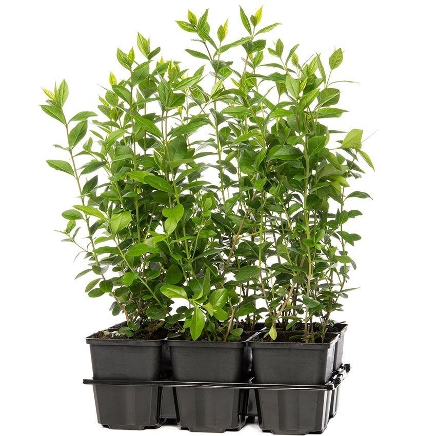 Liguster haagplanten, Tuin en Terras, Ophalen, Liguster, 100 tot 250 cm