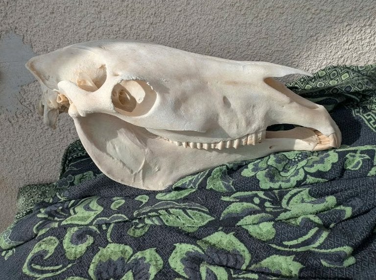 Crâne de cheval, anatomie du crâne de cheval, os, chevaux, Envoi, Utilisé, Cheval, Crâne