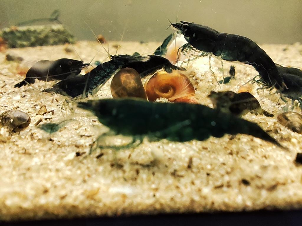 Crevettes green jade dark, Enlèvement ou Envoi