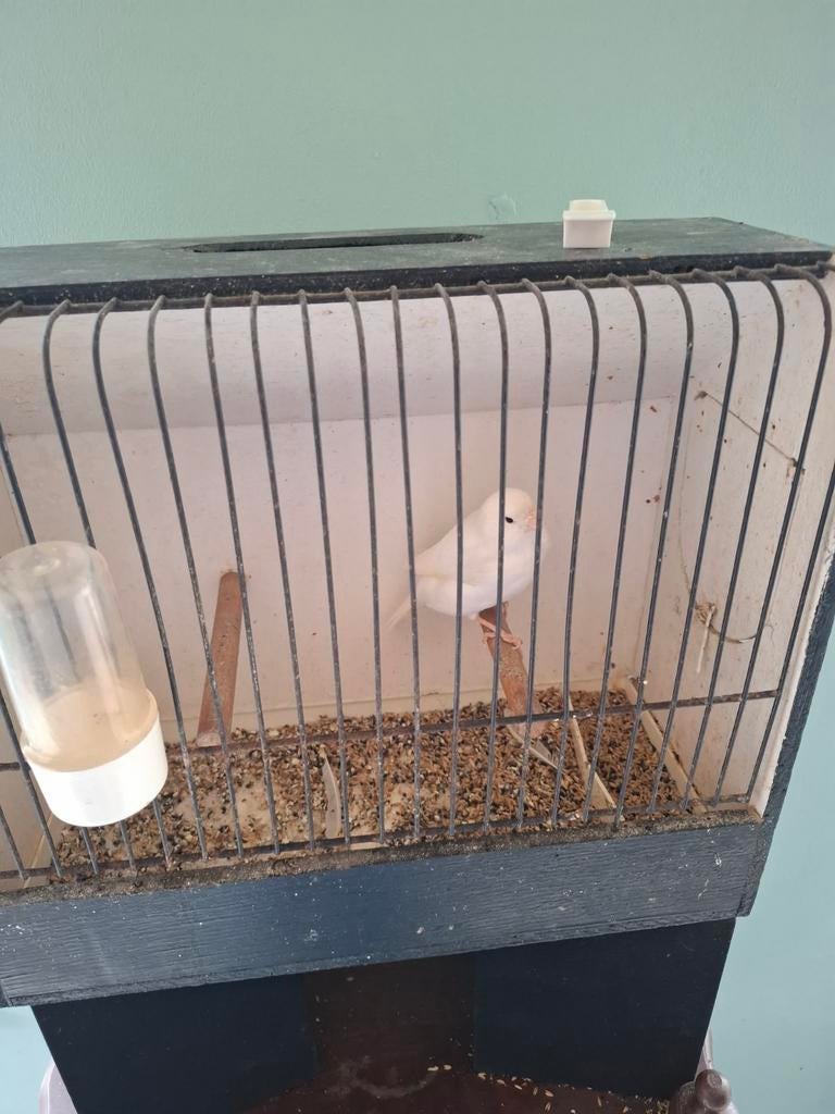 Kanarie man, Dieren en Toebehoren