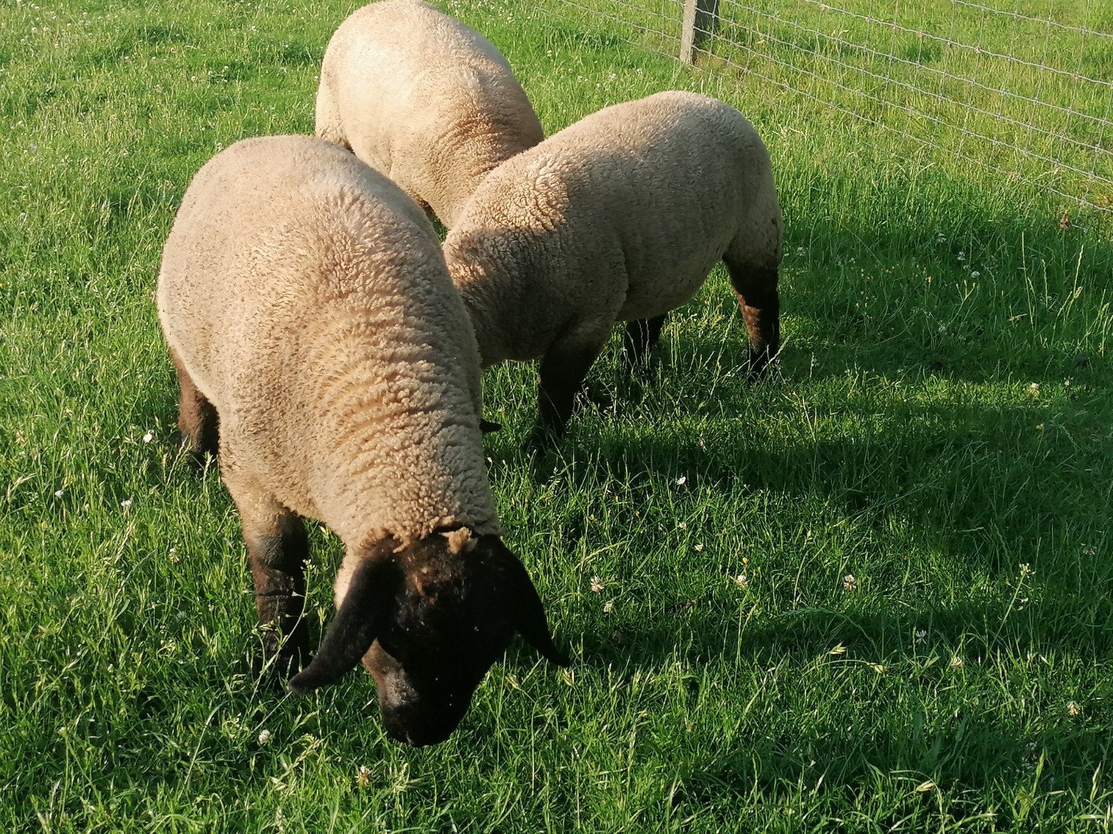 Mooie ramlammeren Suffolk, Dieren en Toebehoren, Schapen, Geiten en Varkens