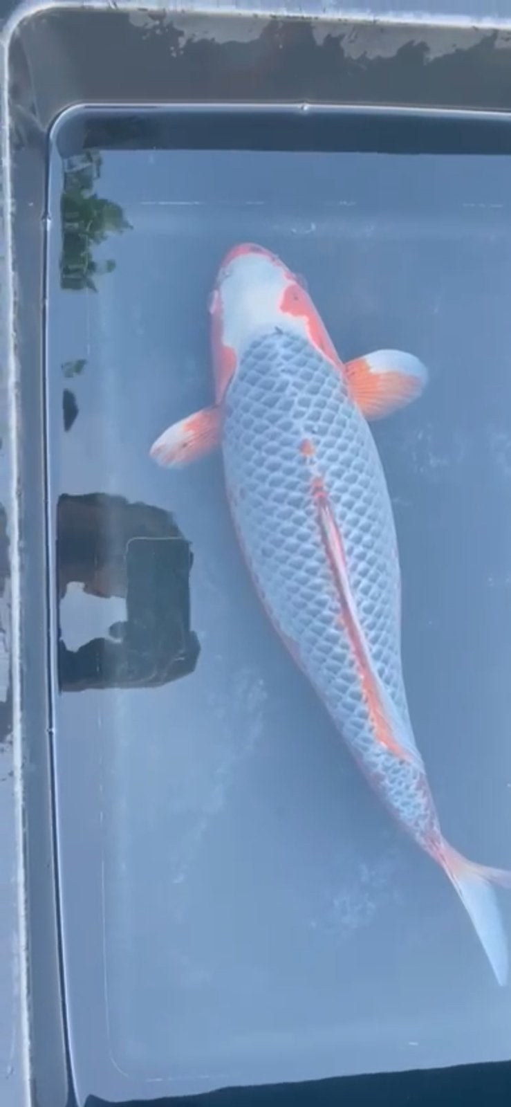 Asagi koi te koop, Carpe ou Koï