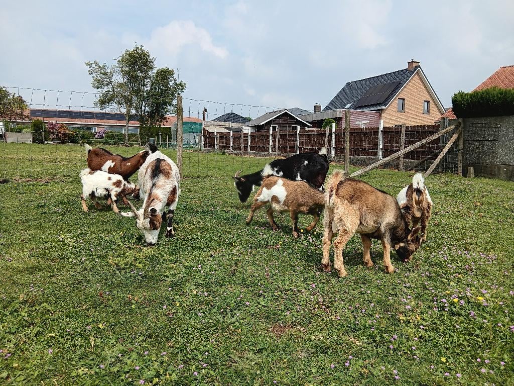 Geiten en geitebokjes, Plusieurs animaux, Chèvre, 0 à 2 ans