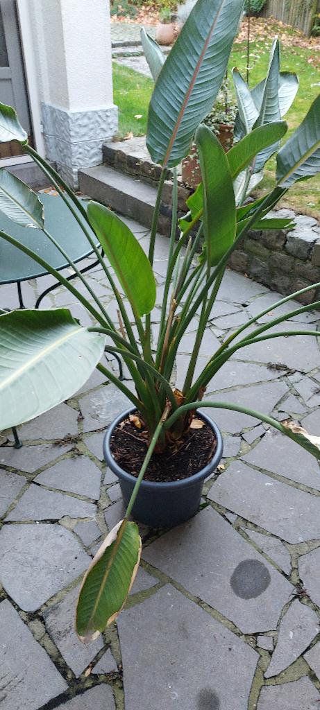 Strelitzia Reginae ou Oiseau de Paradis, Autres espèces, Printemps, Plein soleil, Enlèvement
